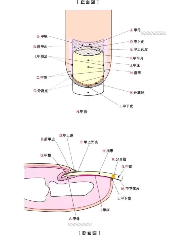 指甲的结构及解剖图图片