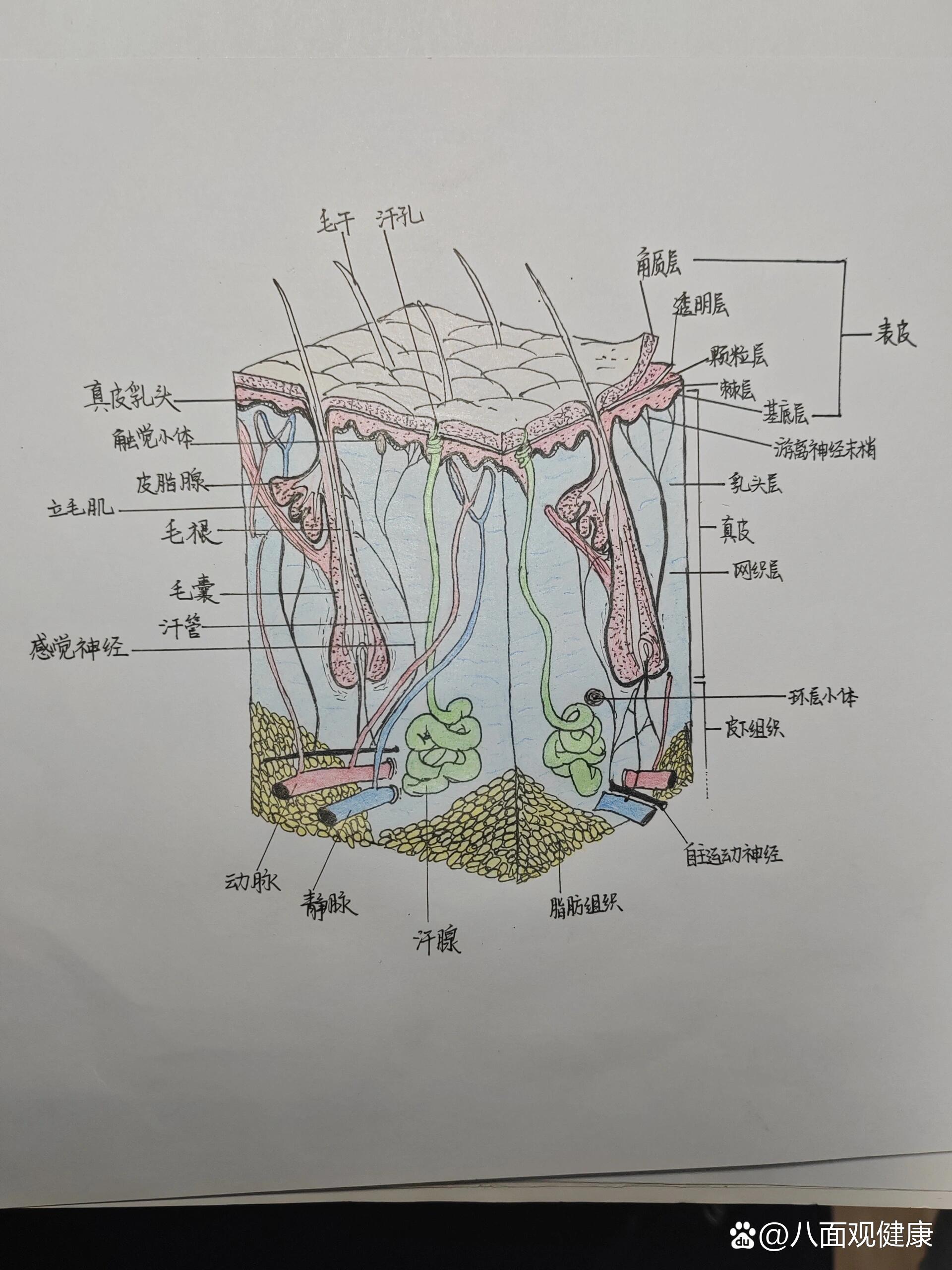 p 手绘 皮肤结构的示意图