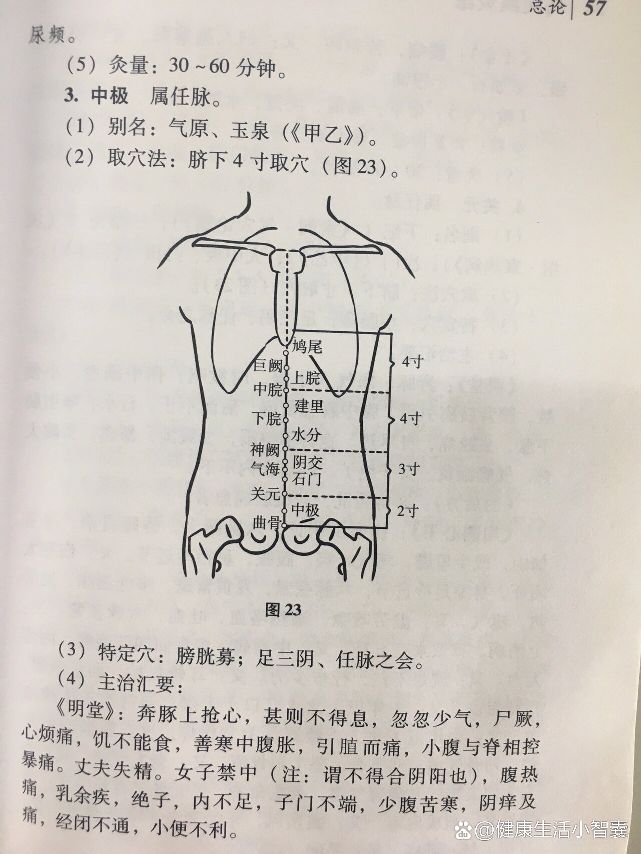 中极的准确位置图片图图片