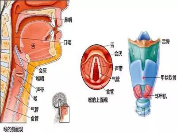 喉咙骨头结构图图片