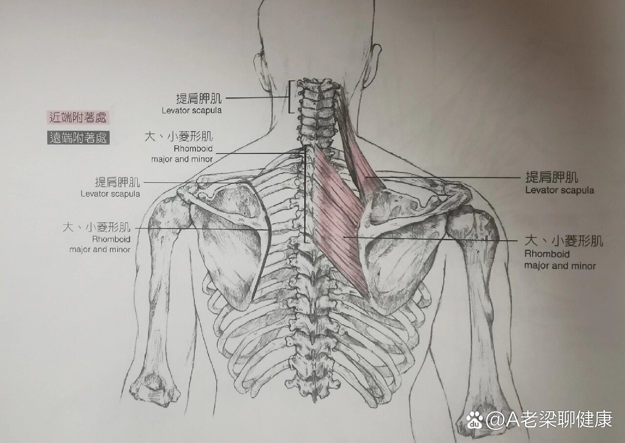 肩胛提肌示意图图片