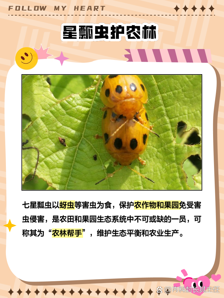 七星瓢虫吃什么食物