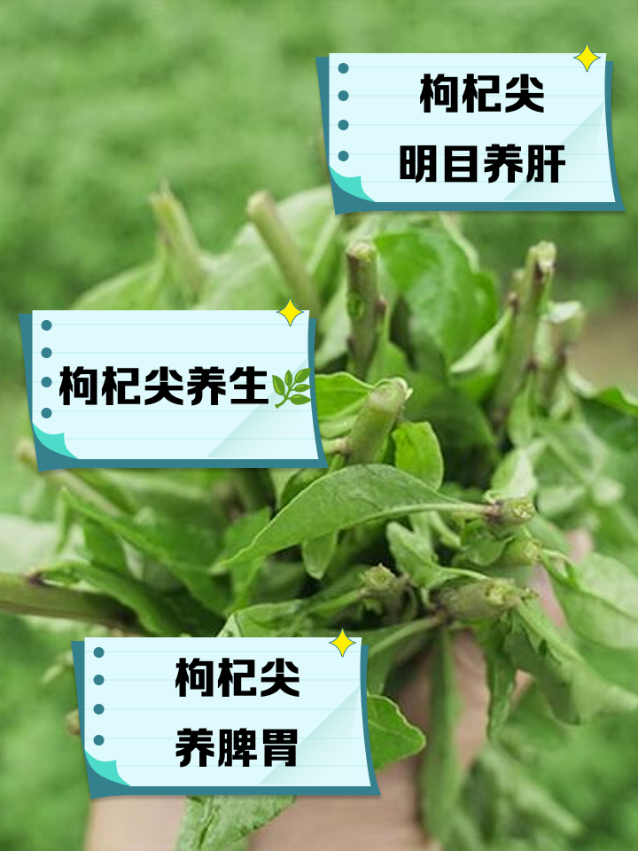 枸杞尖的作用与功效