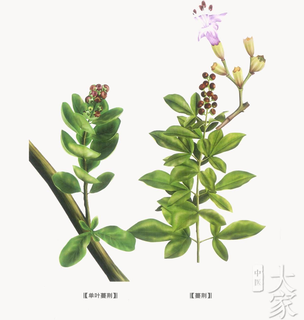 🌿中药探秘：蔓荆子的神奇功效🌿