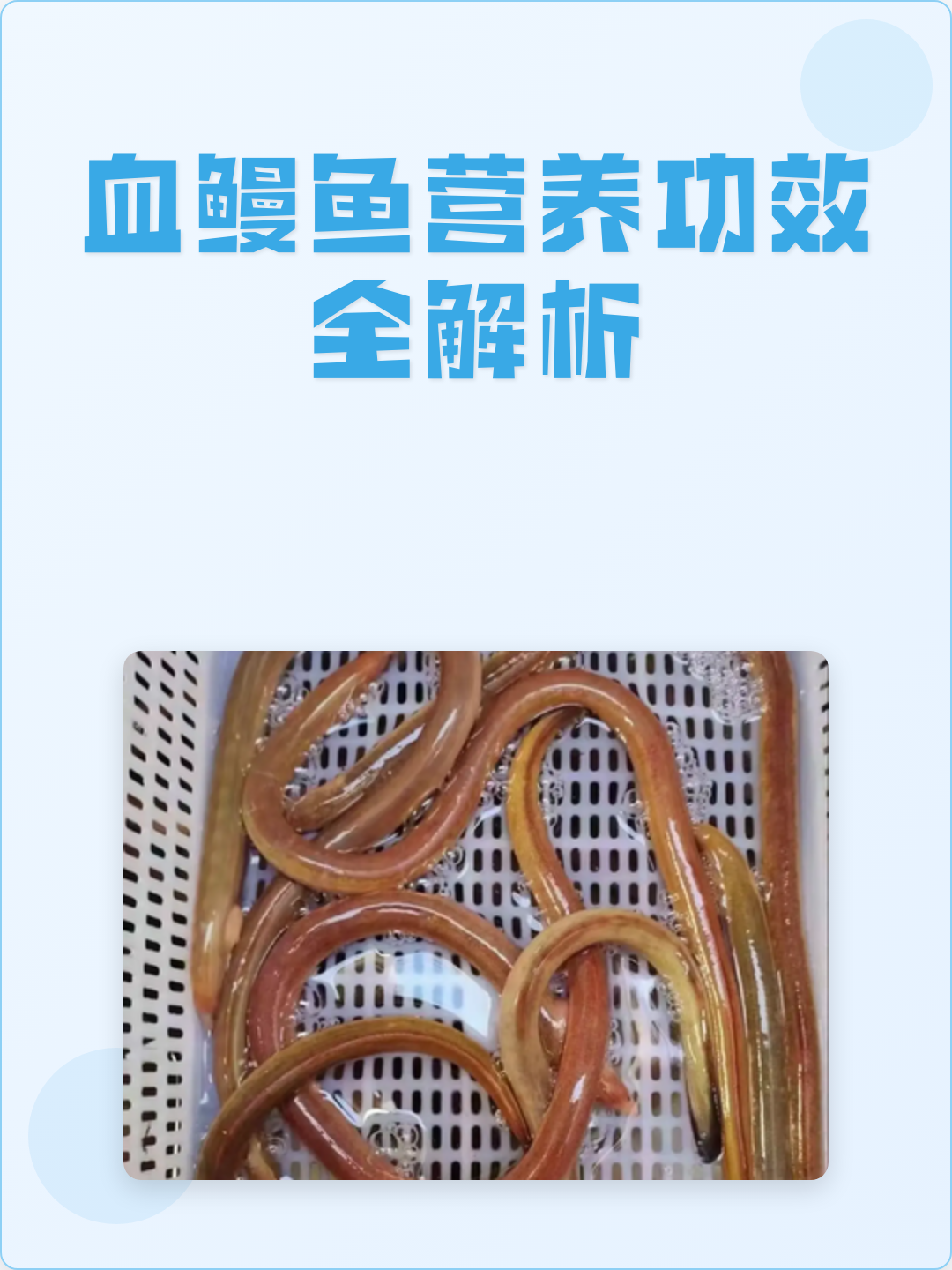 血鳗鱼营养功效全解析