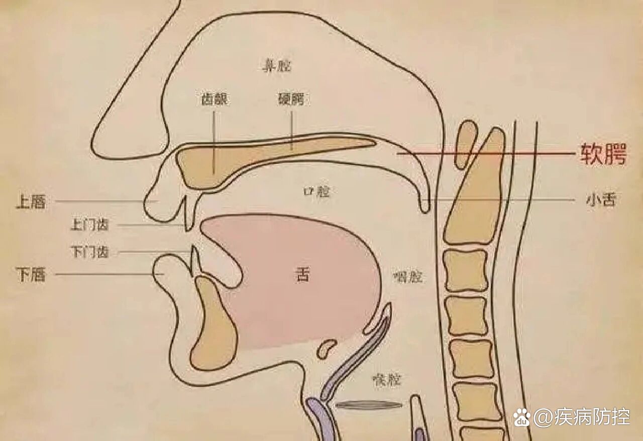 舌根紧贴软腭图片