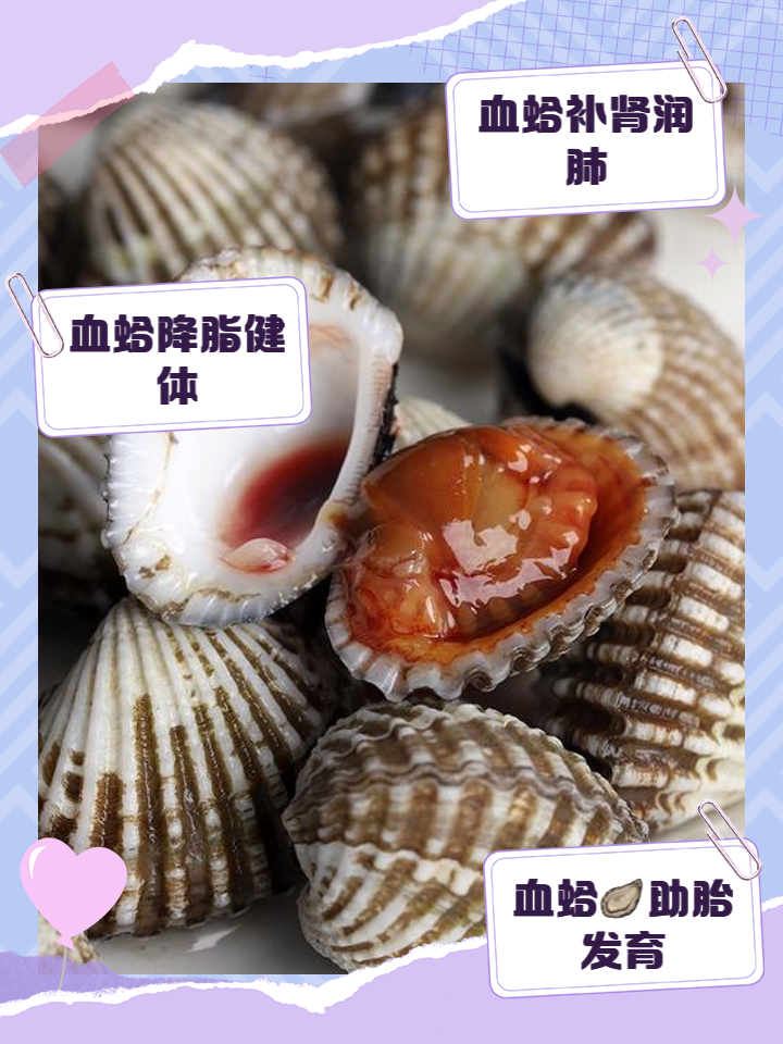 血蛤的功效