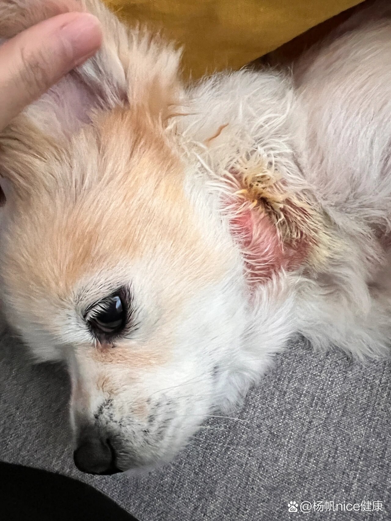 狗狗皮肤病