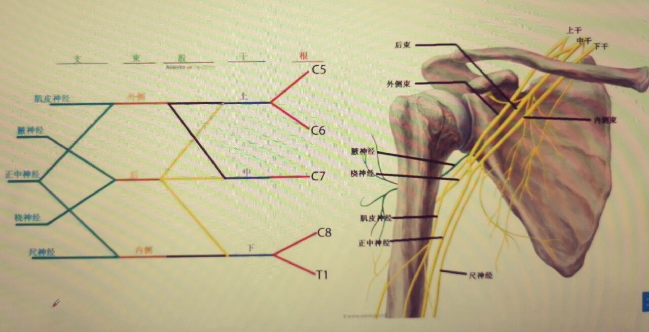 尺神经沟解剖图片