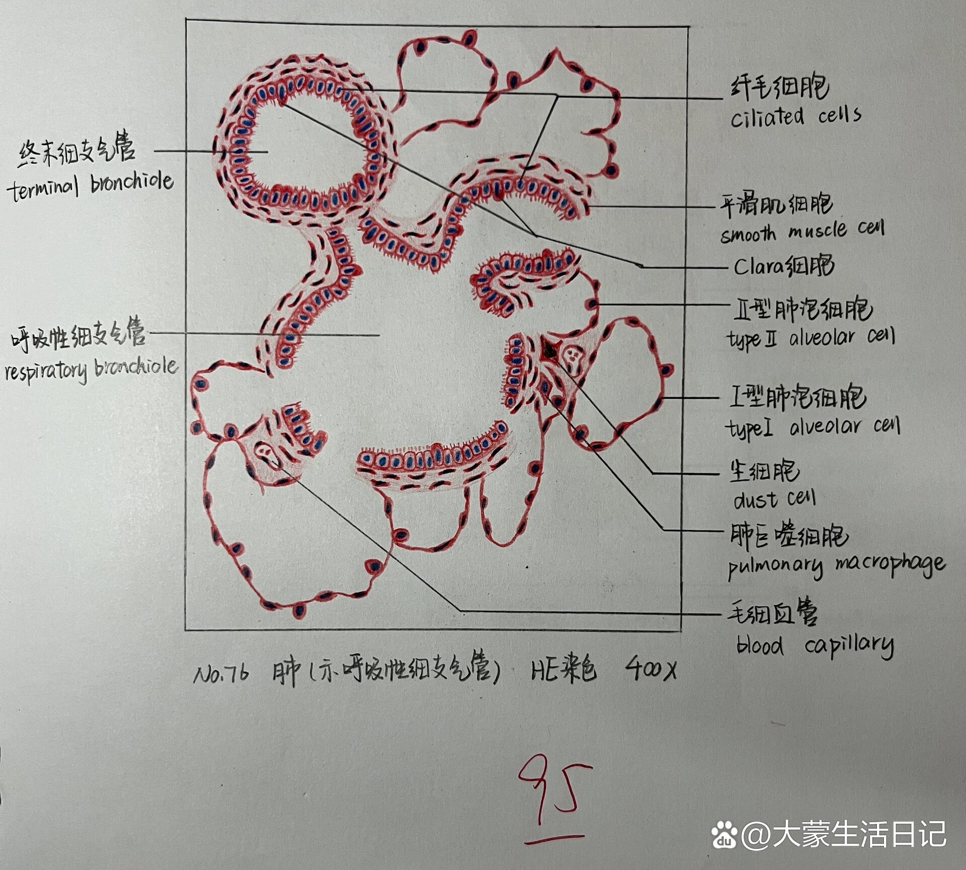 肺泡壁手绘图图片