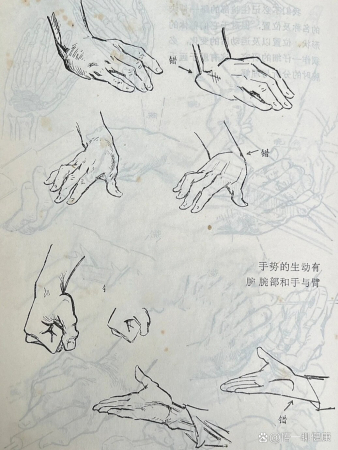 1973年《艺用人体结构》手的结构(二)