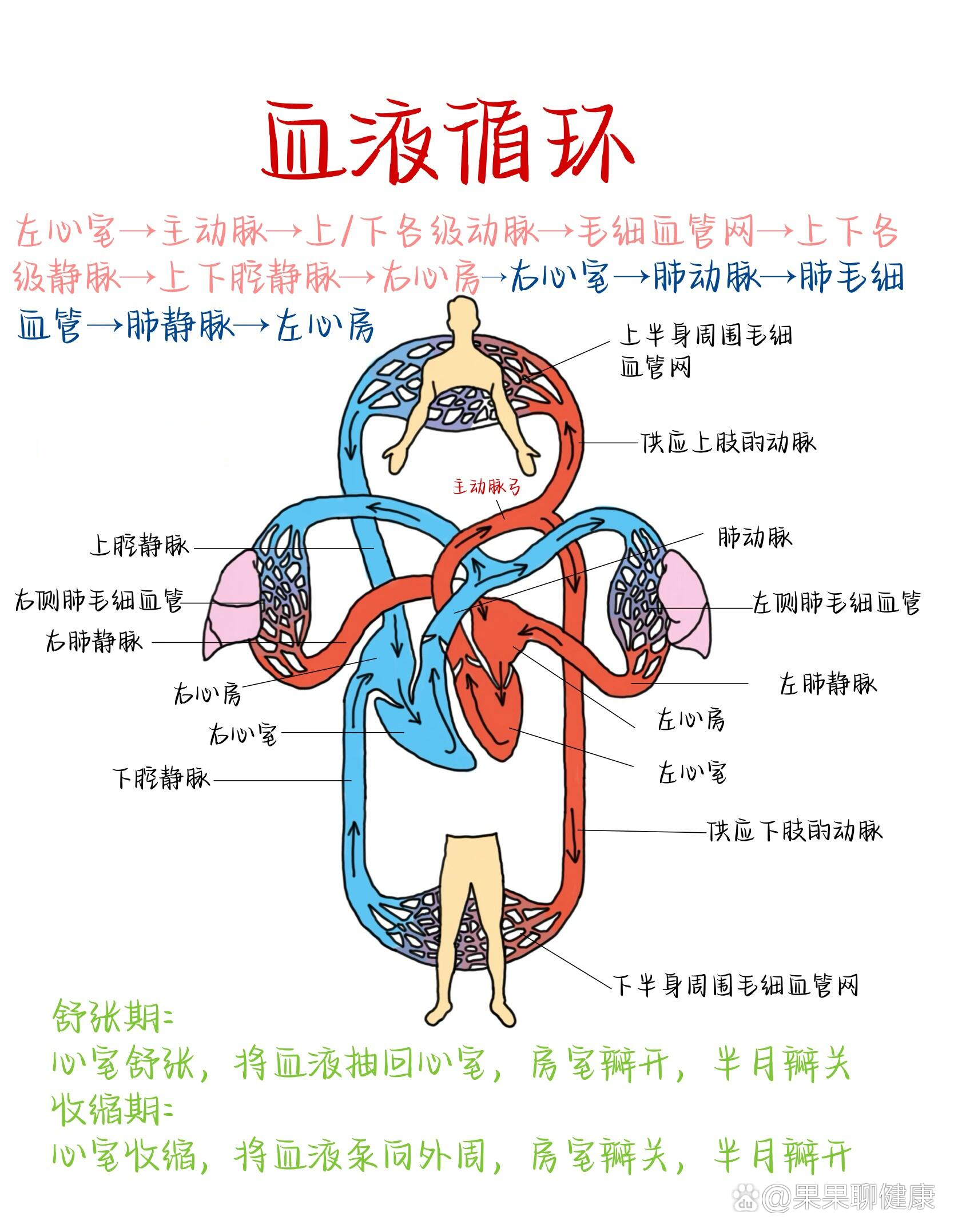 人体腿部血液循环图图片