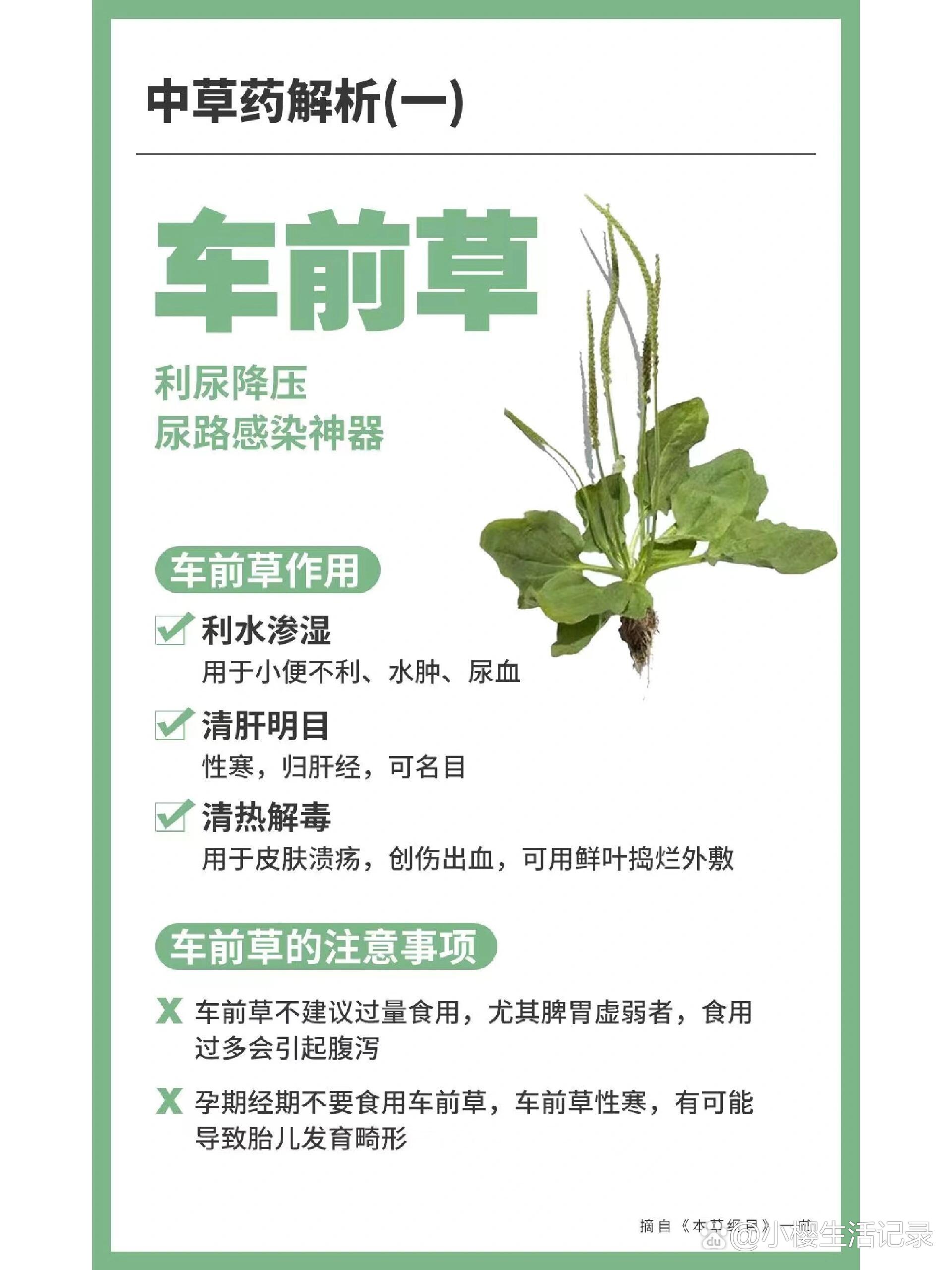 车前草的用途和功效图片