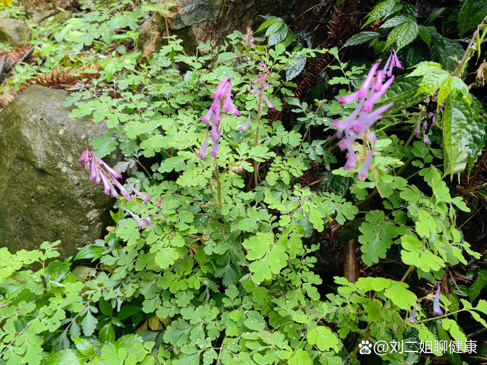 这种野花是不是"夏天无"?