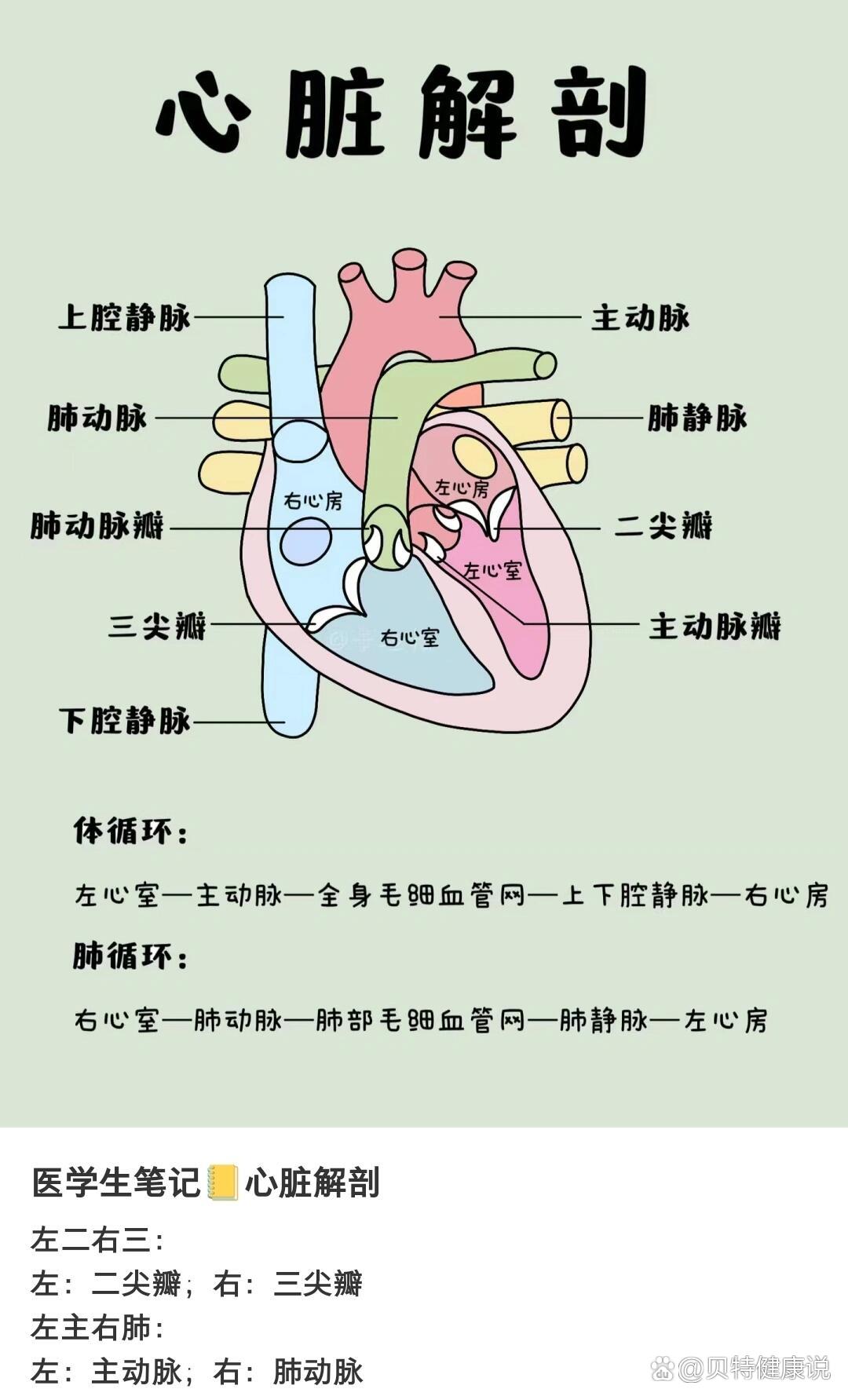 二尖瓣尖瓣图片