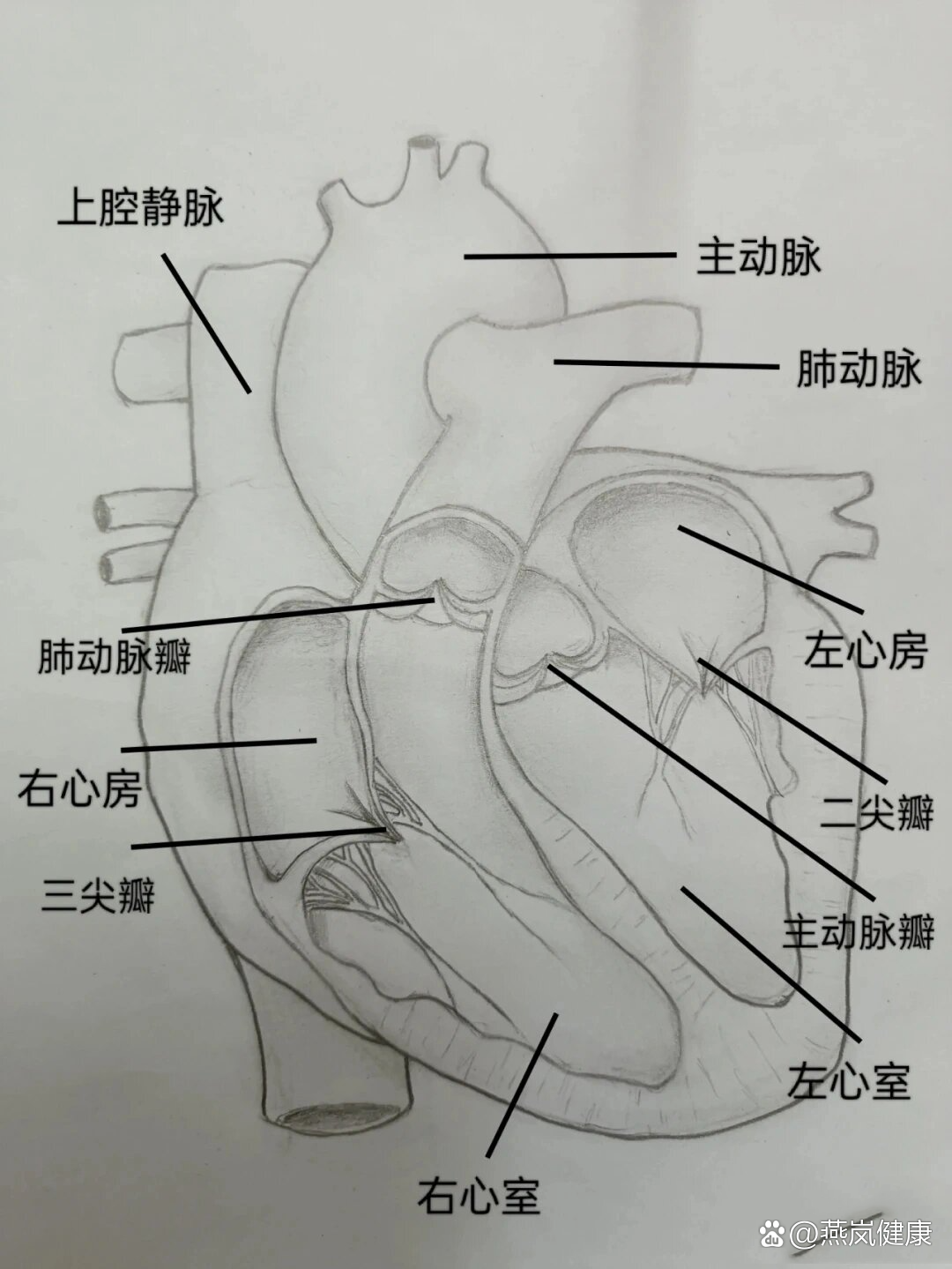 心脏图手绘简单图片