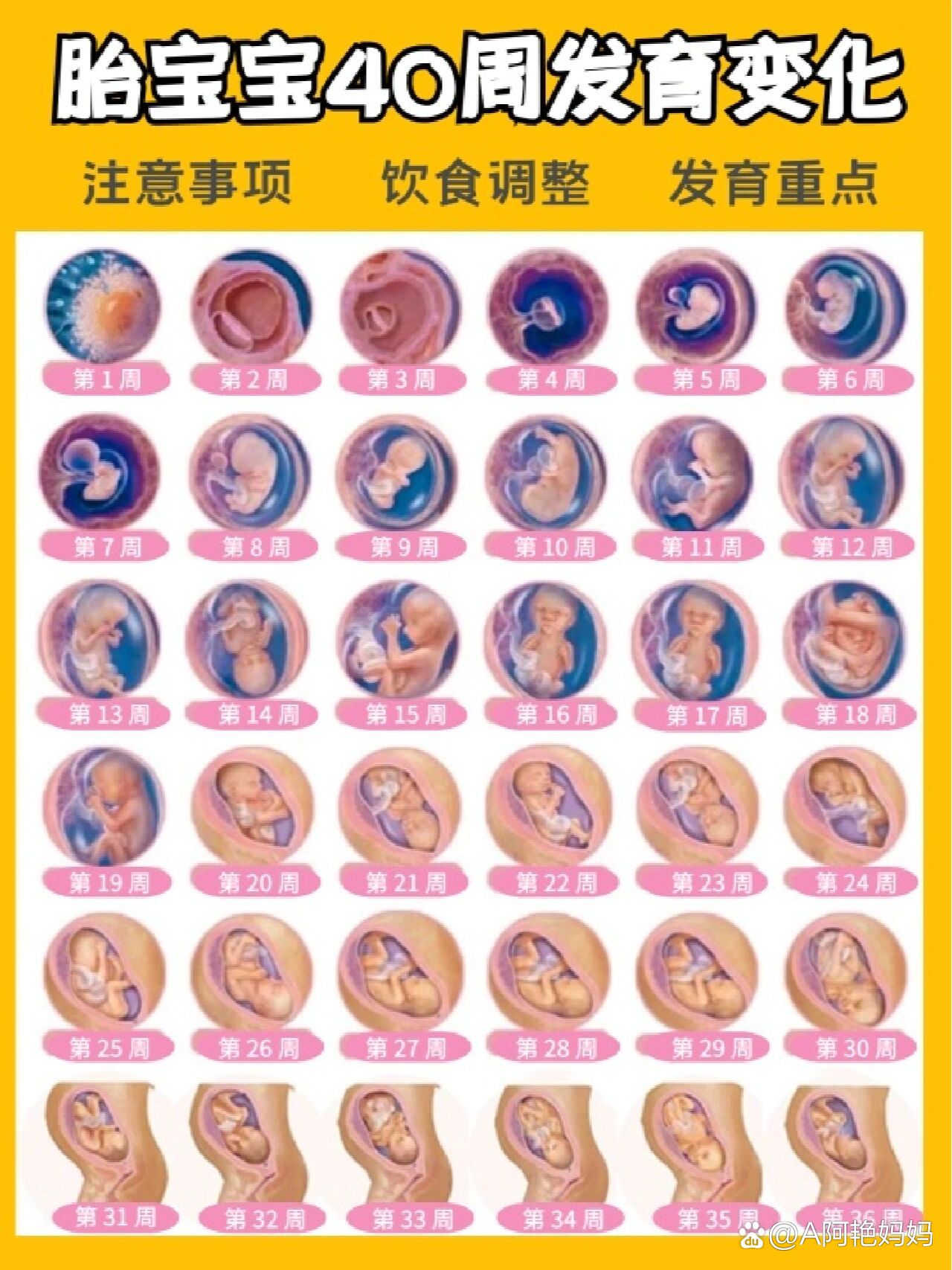 怀孕40周胎儿变化及怀孕要注意的20件事!