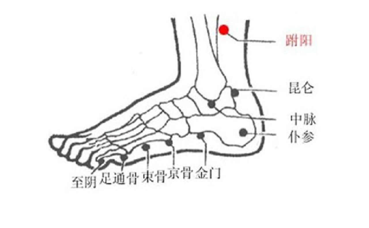 束骨的准确位置图主治图片