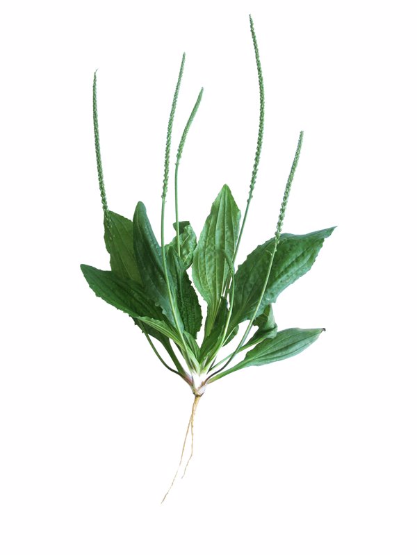 白花蛇舌草的功效与作用有什么