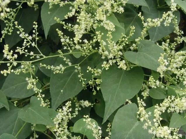 养心安神药～夜交藤