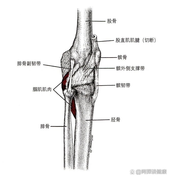 腘窝肌腱解剖图图片