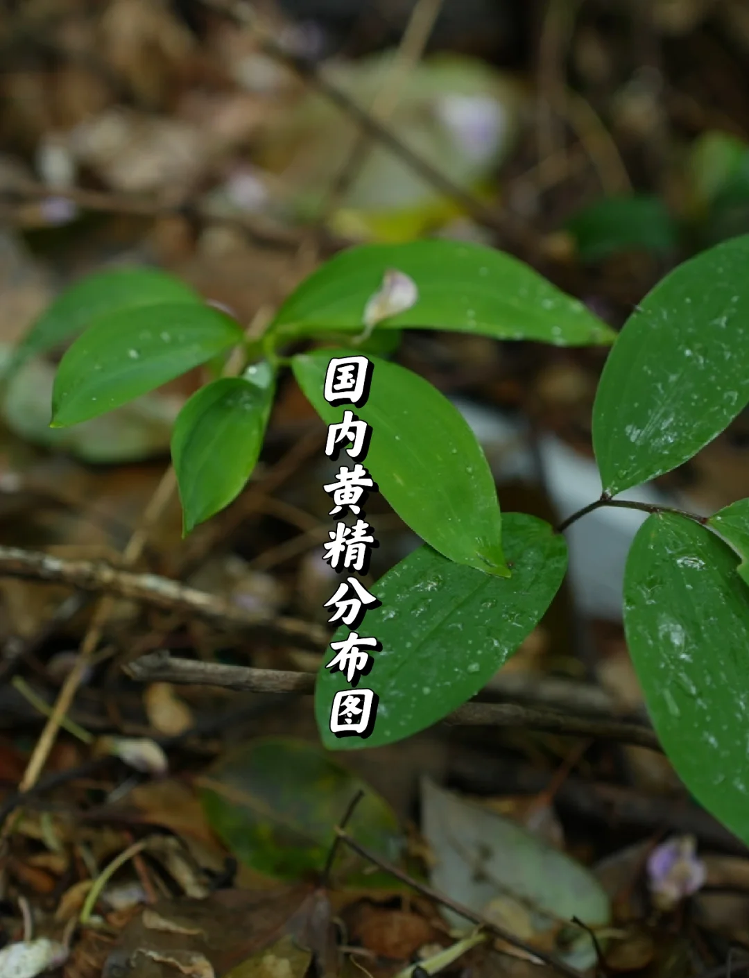 黄精分类与分布图
