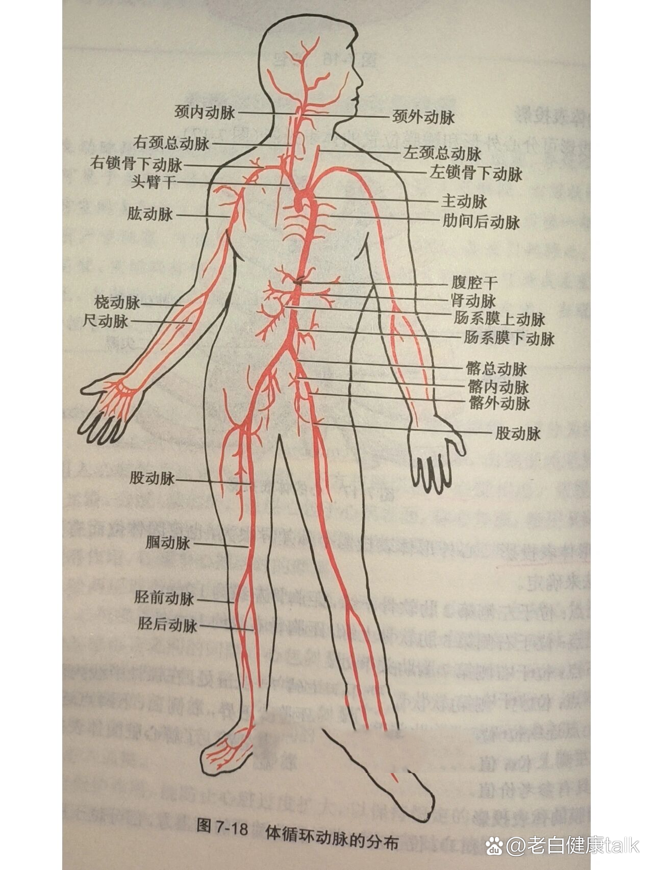 动静脉手绘图(部分)