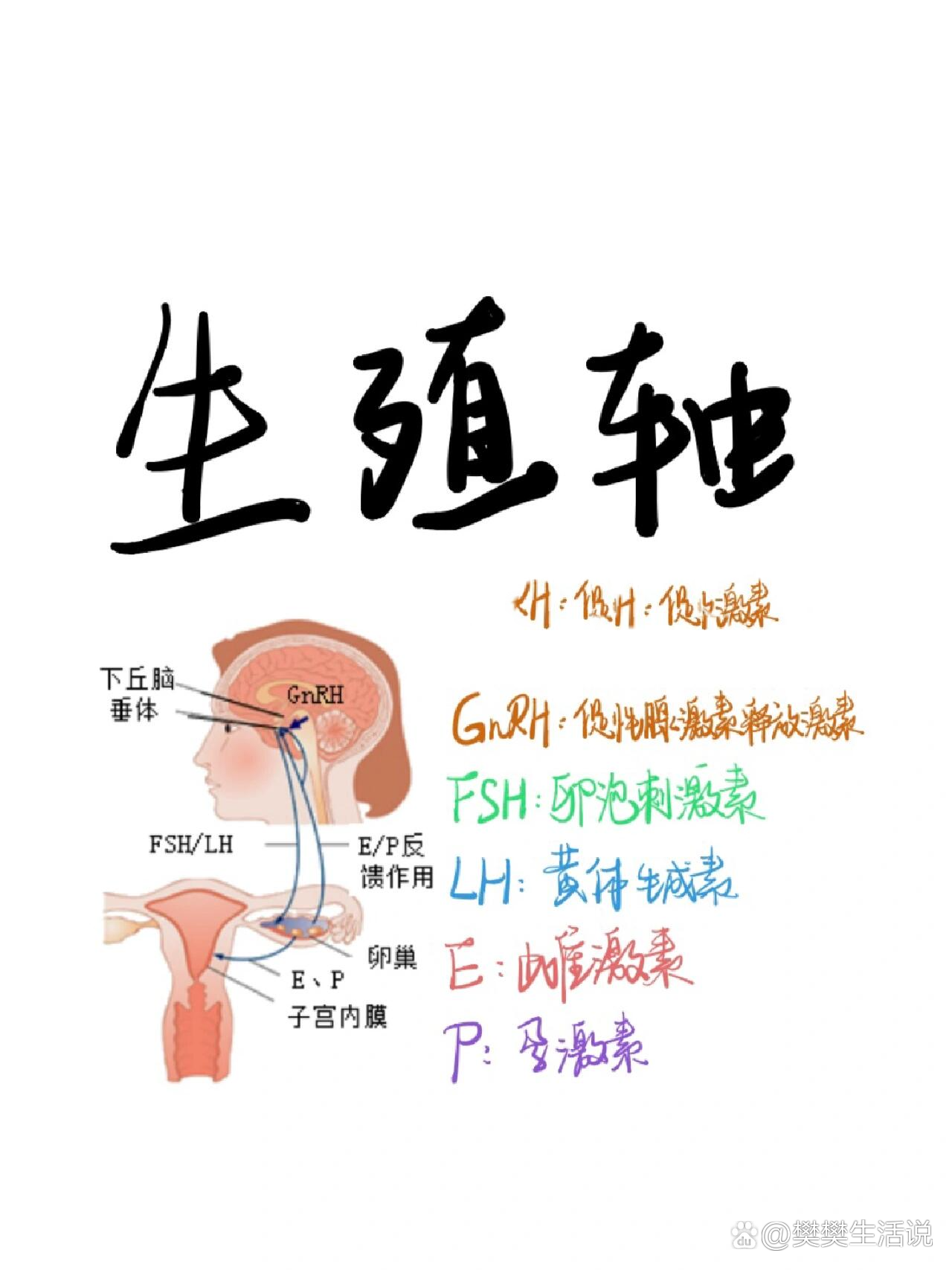 女性性腺轴图片