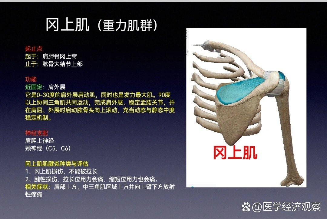 冈上肌的位置示意图图片