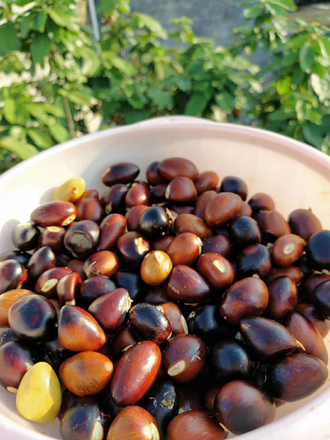 富贵子又称苹婆","凤眼果",在东莞通常叫:富贵子,广东地区的话一般珠