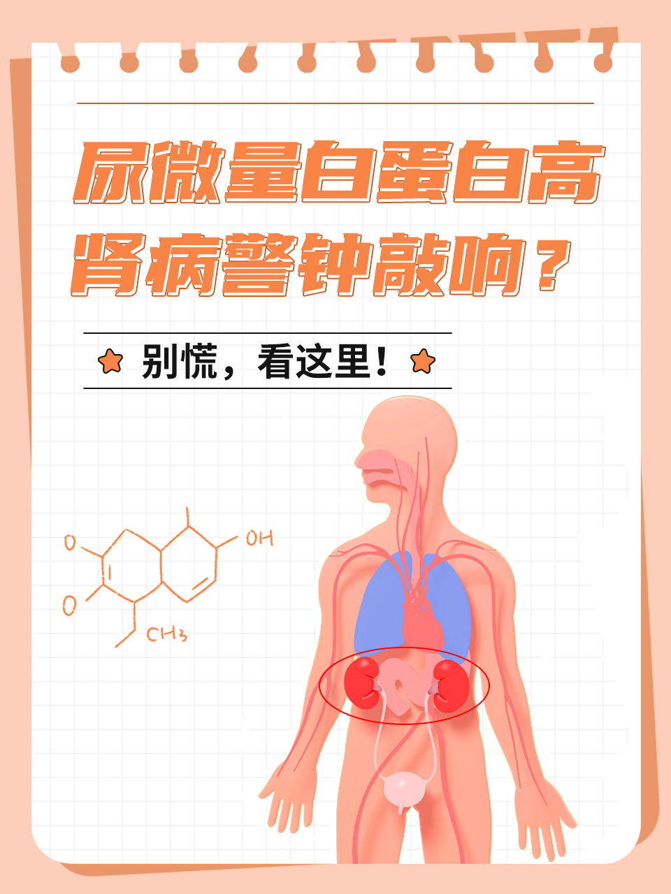 尿微量白蛋白高,肾病警钟敲响?别慌,看这里!