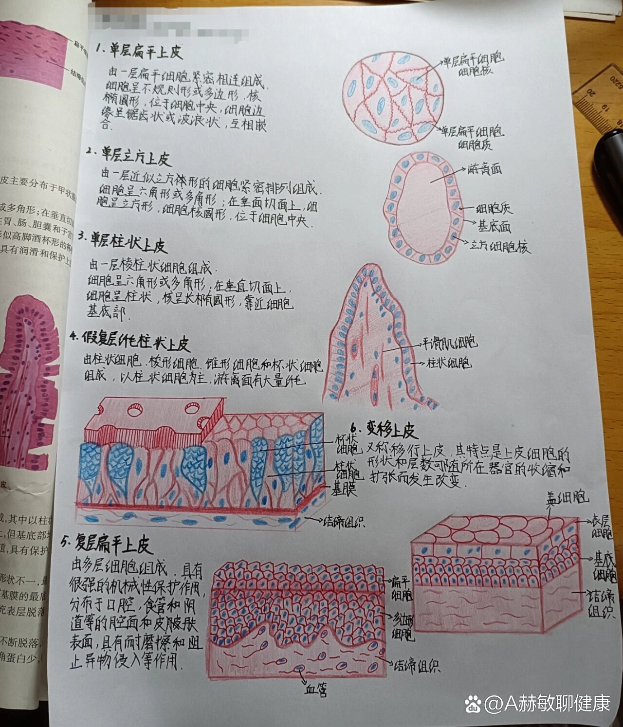 变移上皮红蓝铅笔绘图图片