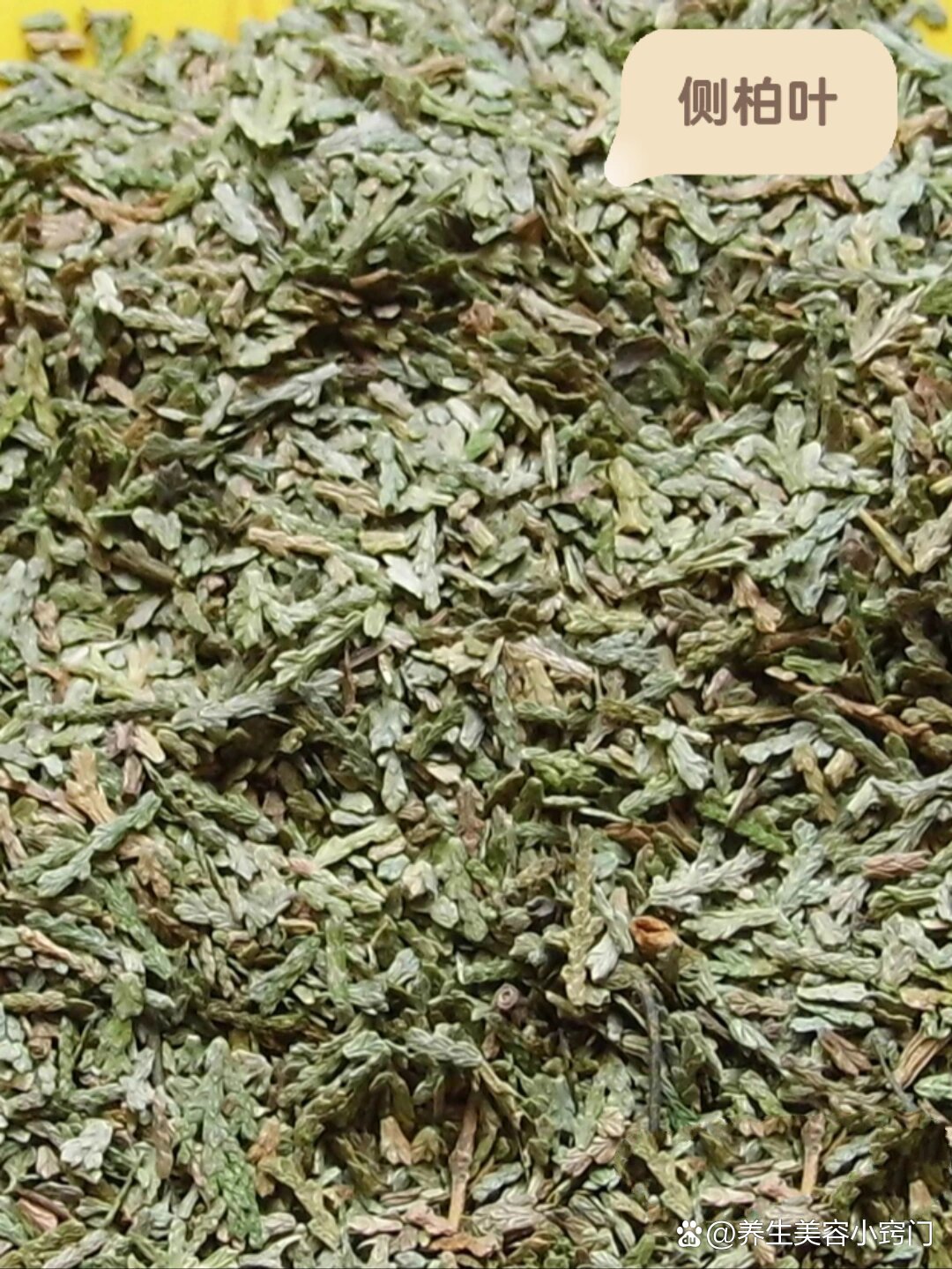 每日分享中药材之侧柏叶的功效和作用