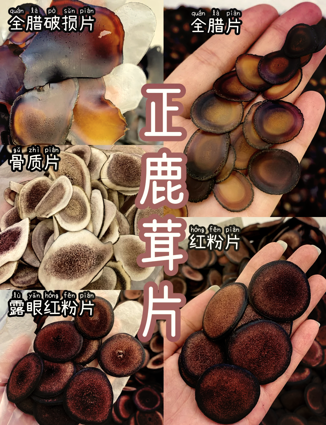 🔍鹿茸片真假辨别大法！