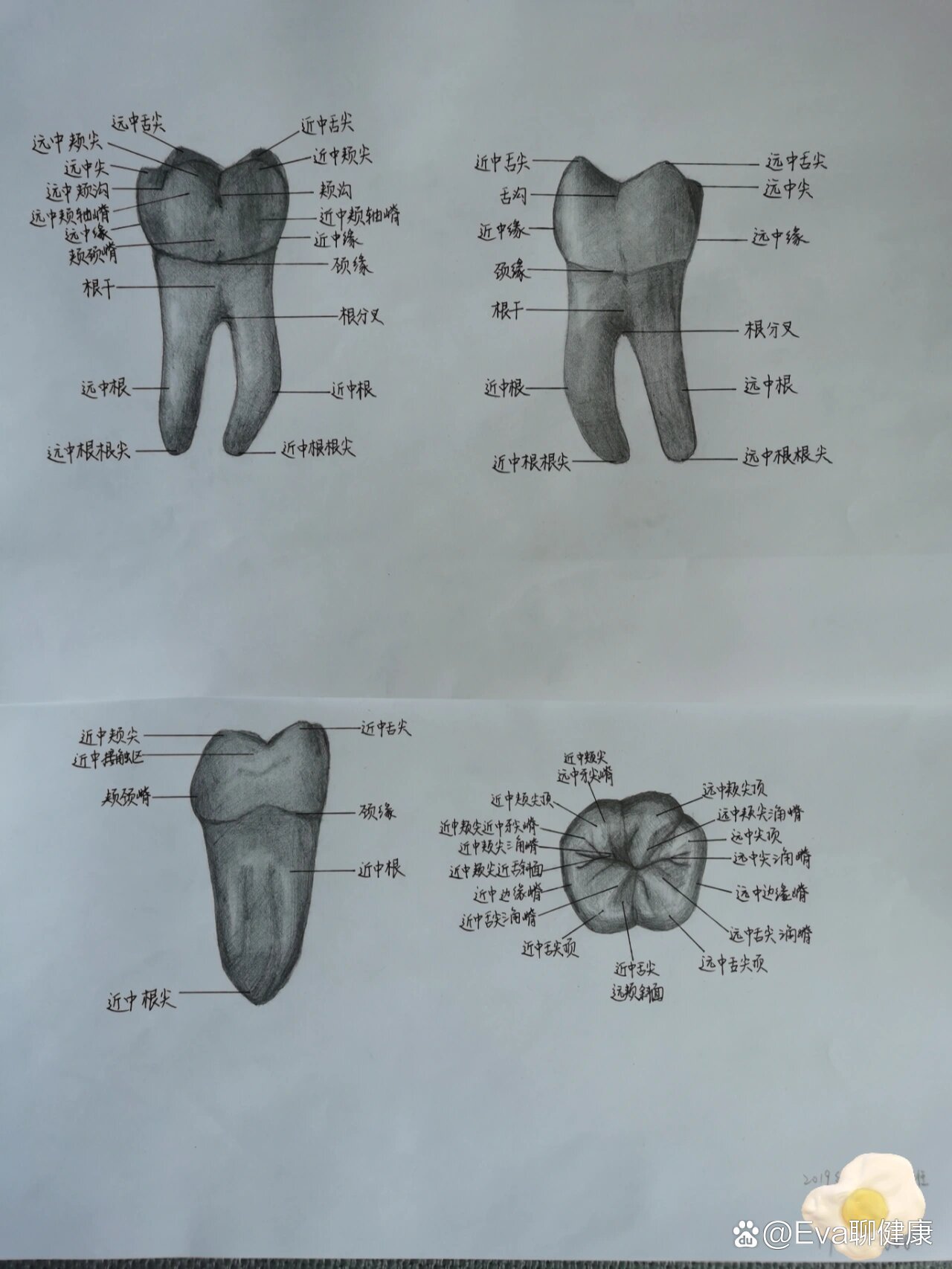 牙齿形态解剖图素描图片