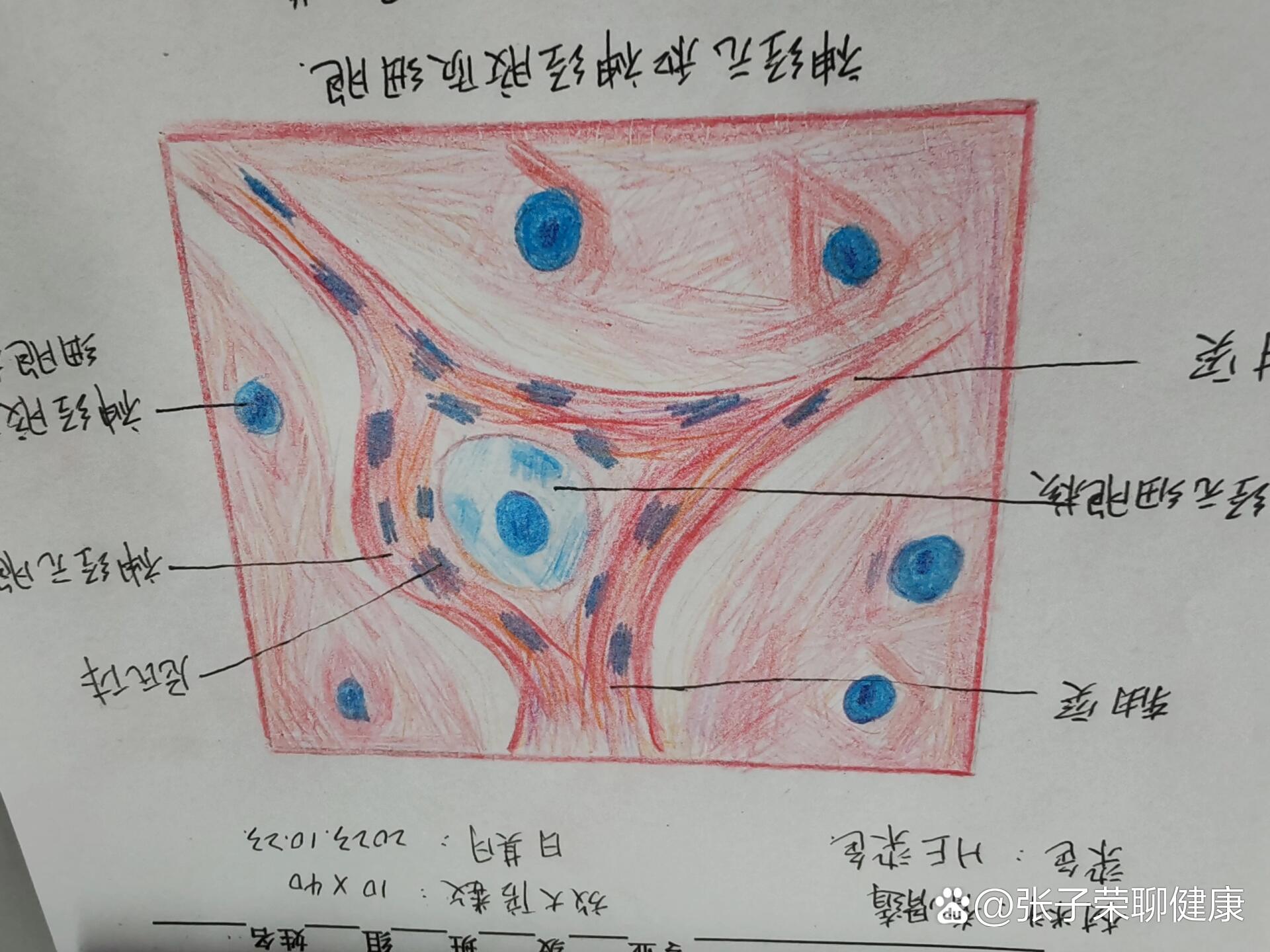 神经元胞体手绘图图片