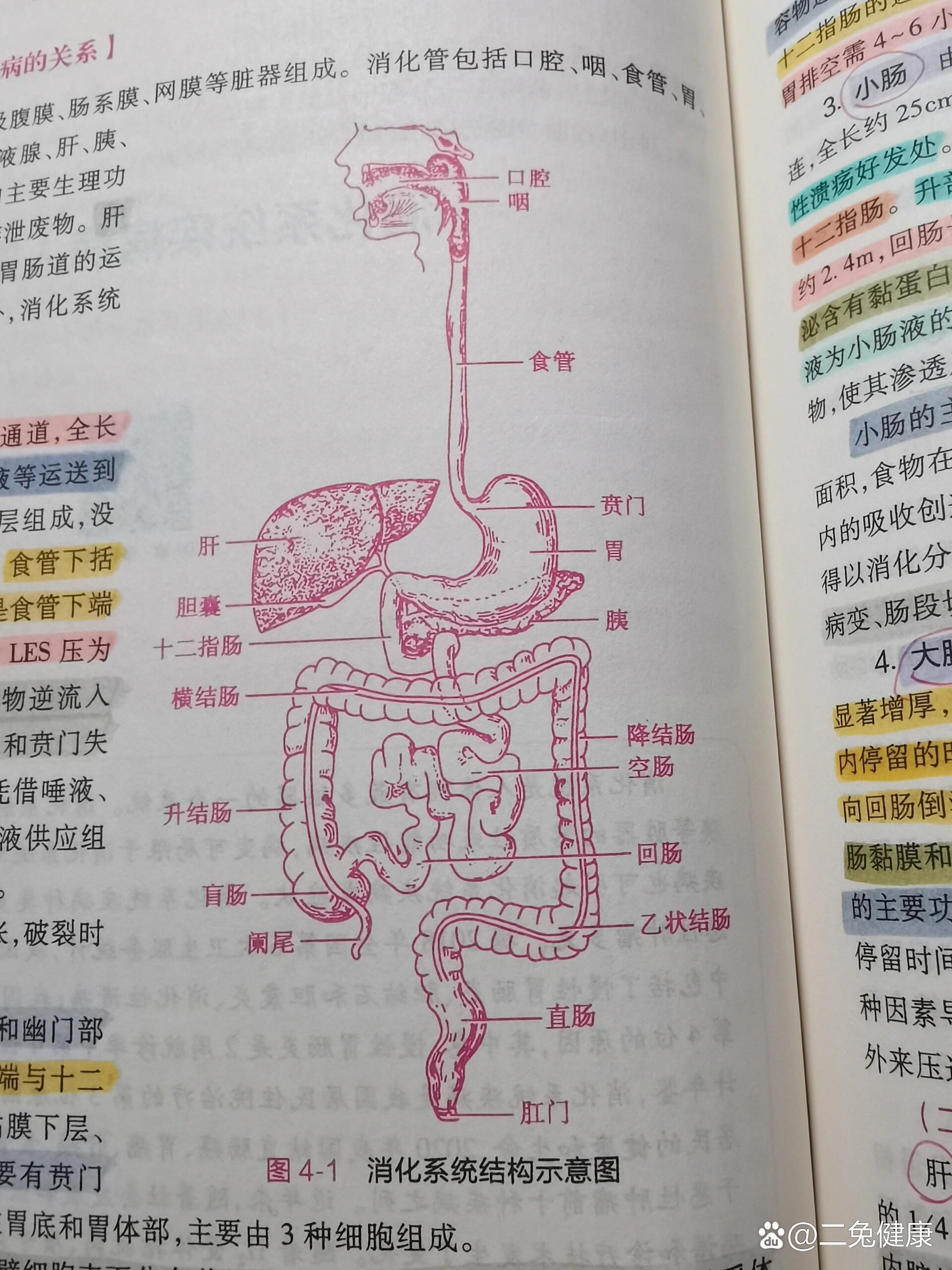 肝脏挂什么科图片