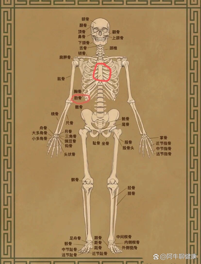 胸腔骨头凸起图片图片