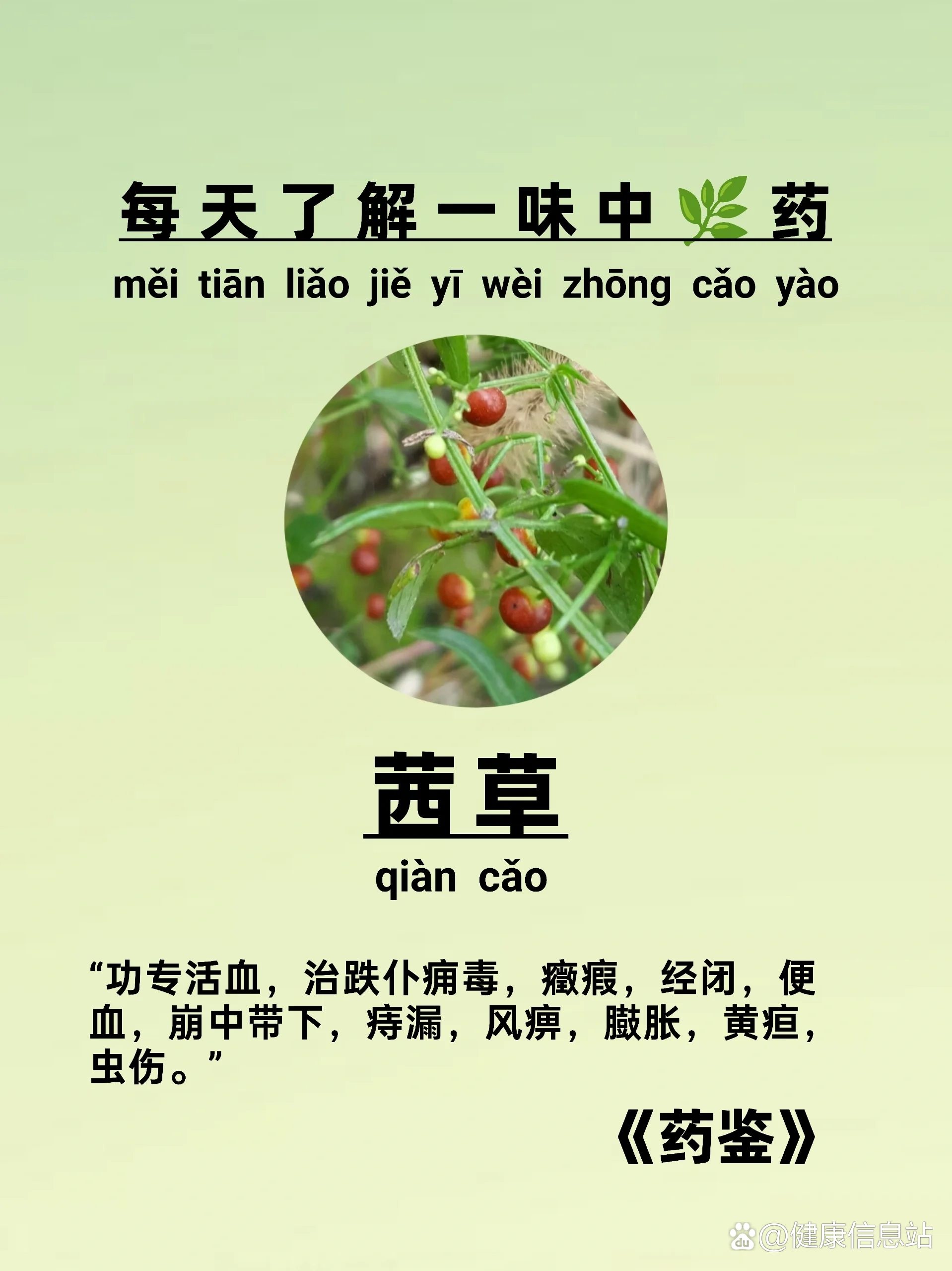 茜草的功效与作用图图片