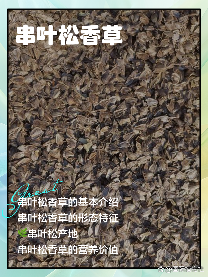 串叶松香草
