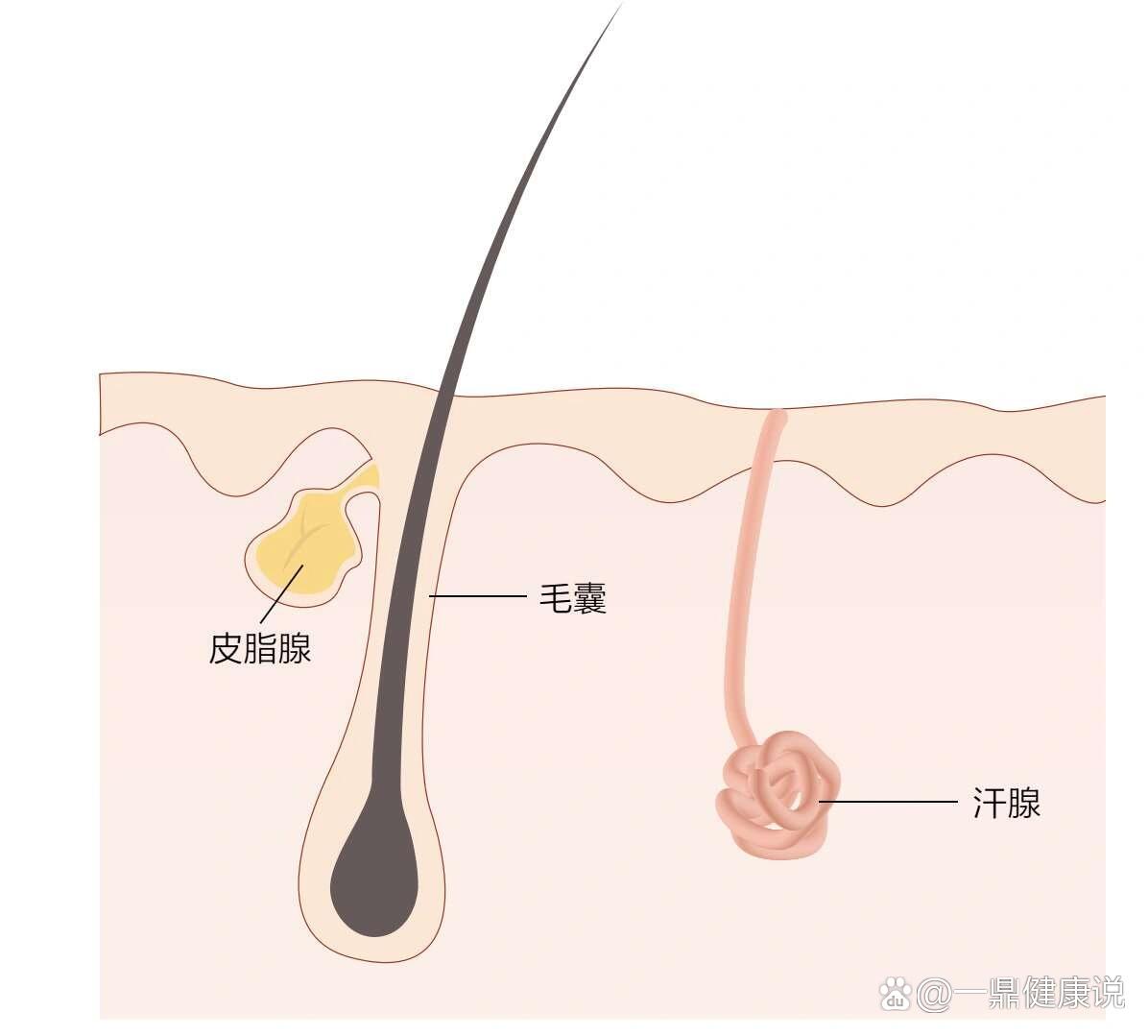 正常毛囊皮脂腺图片