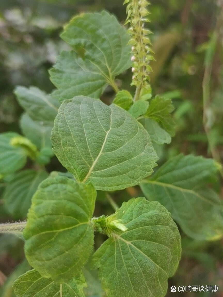 虎耳草治荨麻疹怎么用图片