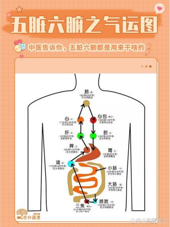五脏六腑之气运图