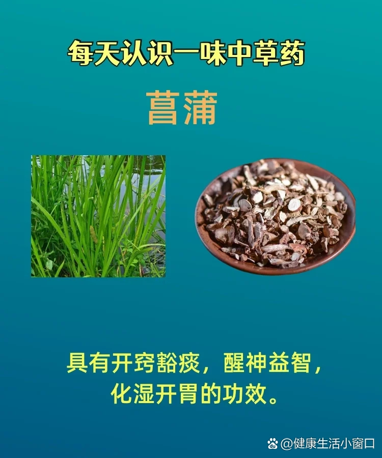 茴香菖蒲的禁忌图片