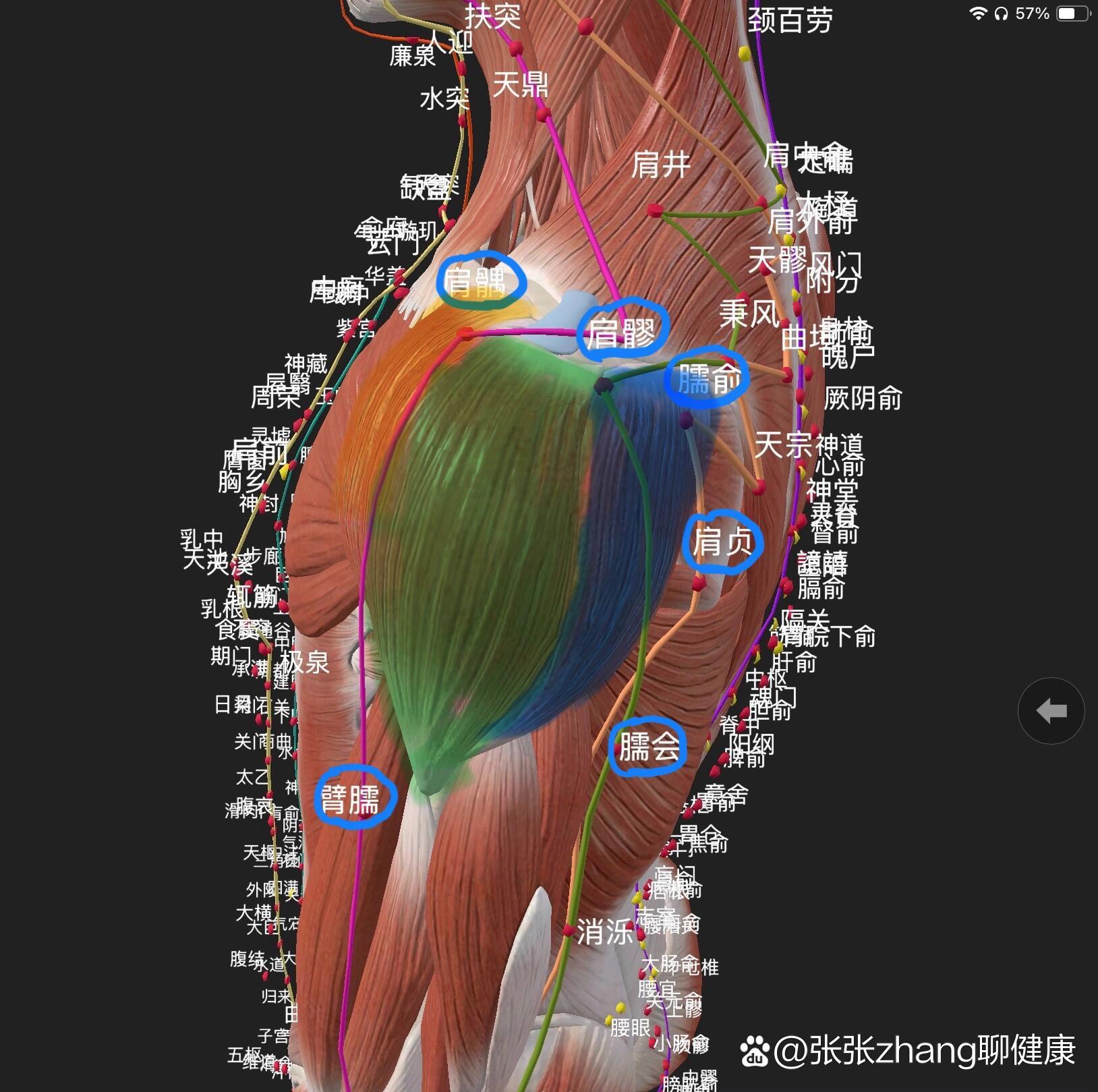 臂弯寸关的位置示意图图片