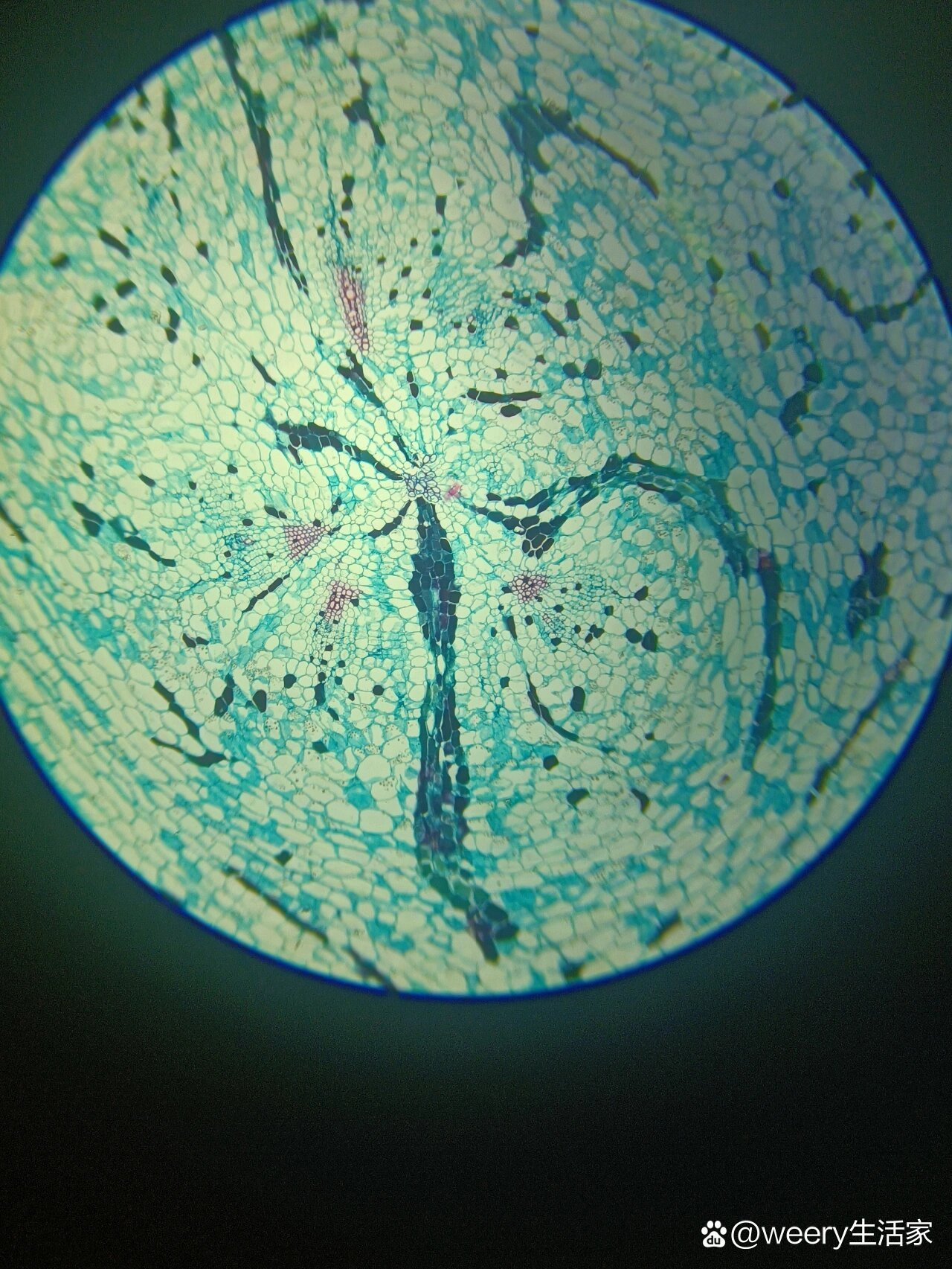何首乌根永久切片
