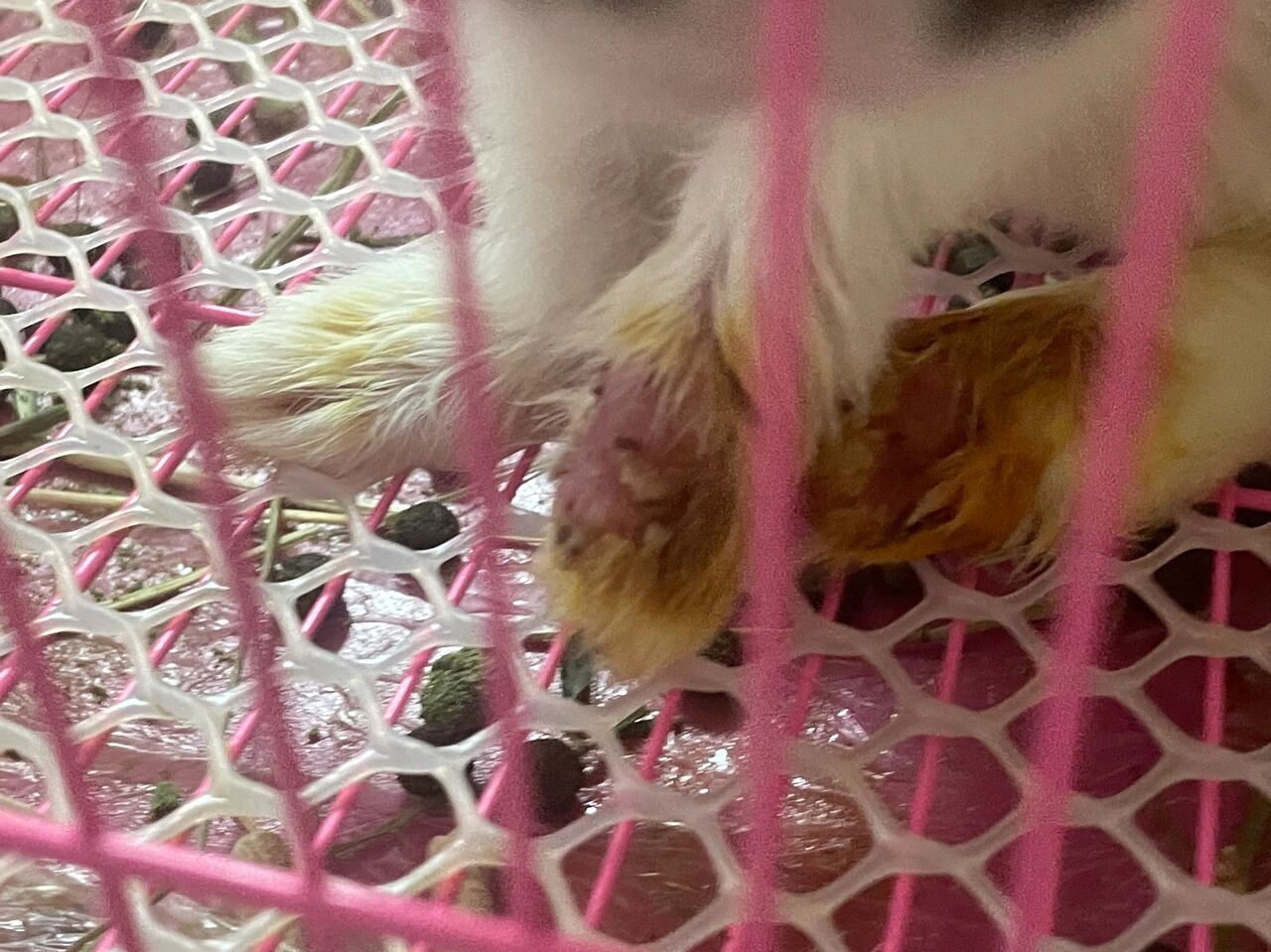 兔子脚皮炎被我治好了