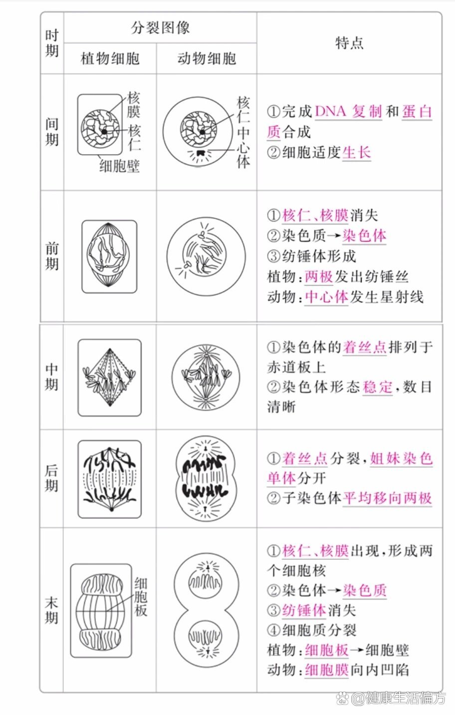 细胞有丝分裂