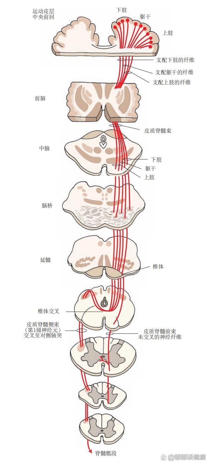 皮质核束传导示意图图片