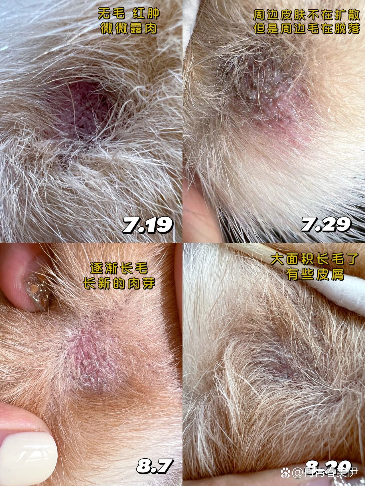 柴犬异位性皮炎坏si的毛囊终于长毛啦~93